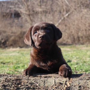 Labrador retriver čokoladni štenci