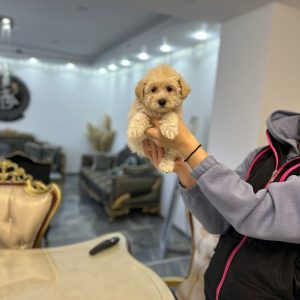 Maltipoo vrhinske genetike