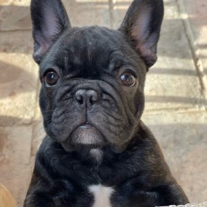 Francuski Buldog VRHUNSKI stenci