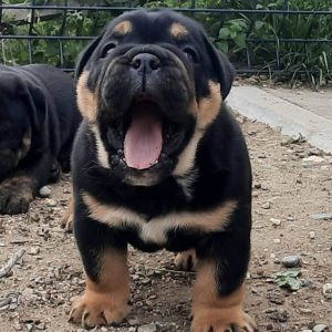 Engleski Buldog muško štene