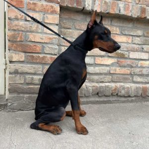 Doberman , štenci