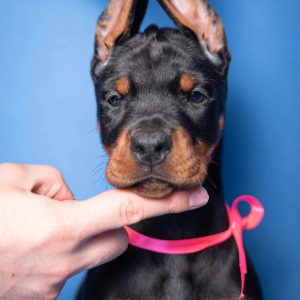 Doberman PRELEPI štenci