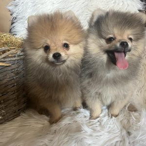 Pomeranac BOO prelepi štenci
