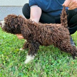 Lagotto Romagnolo, dostupni štenci