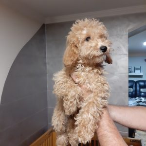 Patuljasta Pudla muško štene POVOLJNO