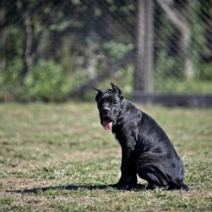 Cane Corso štenci