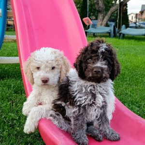 Lagotto Romagnolo štenci