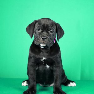 Cane Corso prelepi stenci