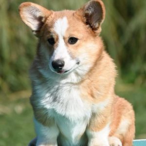 Velski korgi/Welsh Corgi Pembroke
