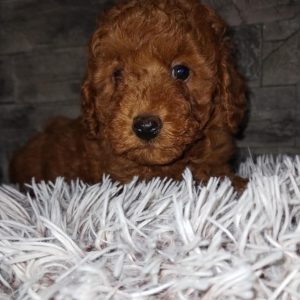 Toy Pudla