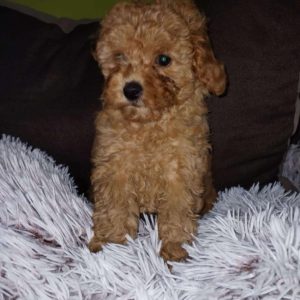 Toy Pudla