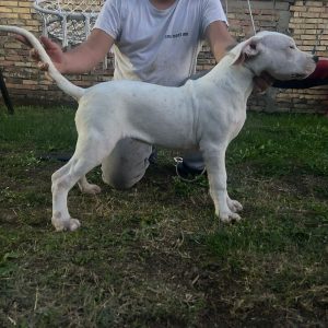 Na prodaju zenkica dogo argentino stara 5 meseci