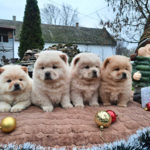 Chow chow cau cau
