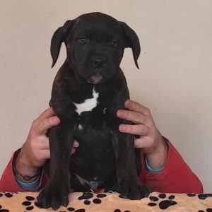 Cane Corso