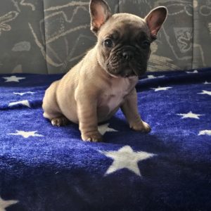 Francuski Buldog prelepi štenci