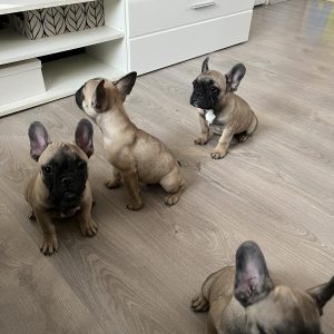 Francuski Buldog prelepi štenci