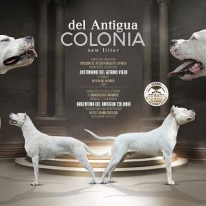 Dogo Argentino štenci