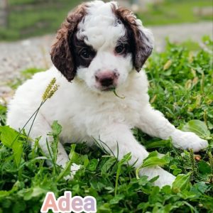 Lagotto Romagnolo štenci