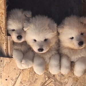 Samojed štenci
