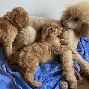 Kraljevska Aprikot Pudla štenci