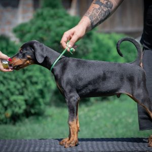 Doberman štenci