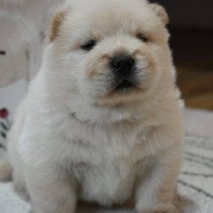 Chow Chow Cau Cau Čau Čau