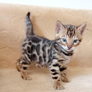 Bengalski Macici