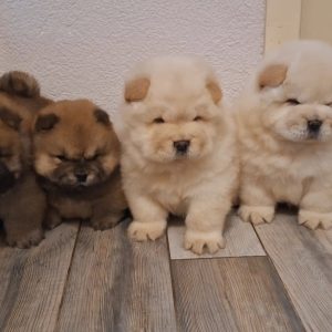 chow chow