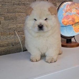chow chow