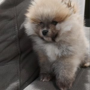 Pomeranci – Ljubav na Prvi Pogled!