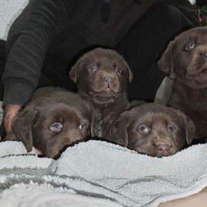 Cokoladni stenci Labrador retriver