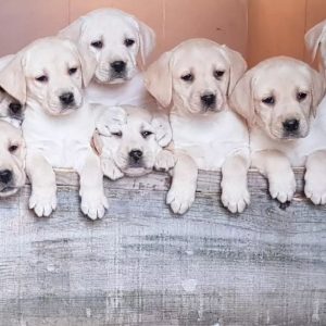 Top leglo labradora