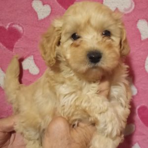 MALTIPOO stenad