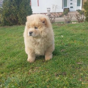 Cau cau Chow chow stenad