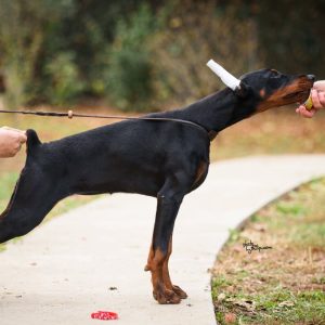 Doberman PRELEPI štenci