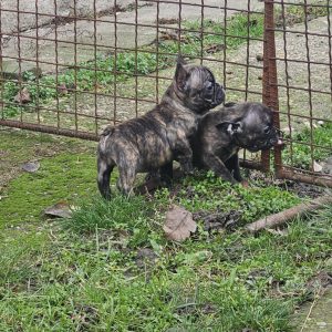 Francuski Buldog štenci
