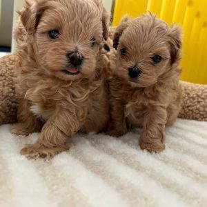 Prekrasni Maltipoo štenci