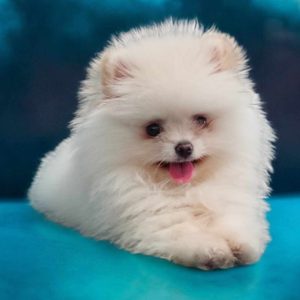 Pomeranac PRELEPI štenci