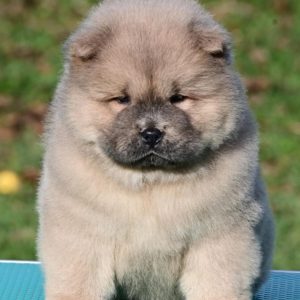 Chow Chow Cau Cau Čau Čau
