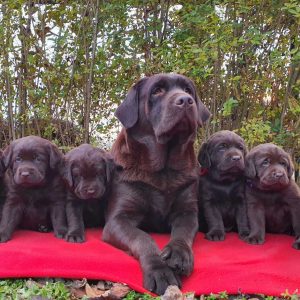Labrador retriver čokoladni štenci