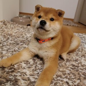 Shiba inu stenci
