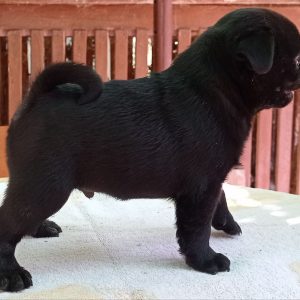 Mops muško štene