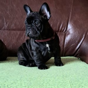 Francuski Buldog štenci
