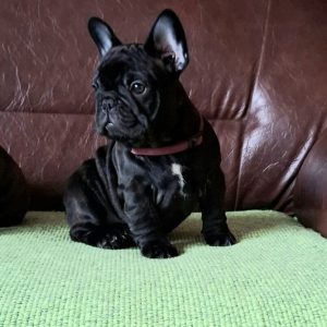 Francuski Buldog PRELEPI štenci