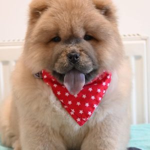 Chow Chow Cau Cau Čau Čau