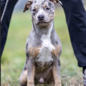 American pitbull terier