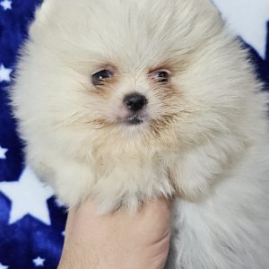 Pomeranac Boo stenci