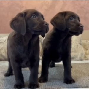 Čokoladni i crni štenci Labrador Retrievera