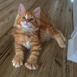 Dostupan preslatki Maine coon mačić