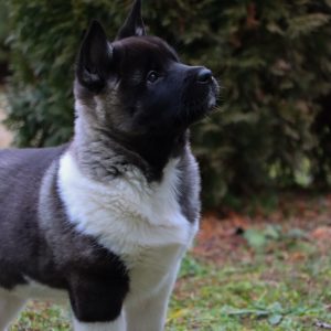 Americka Akita stenci